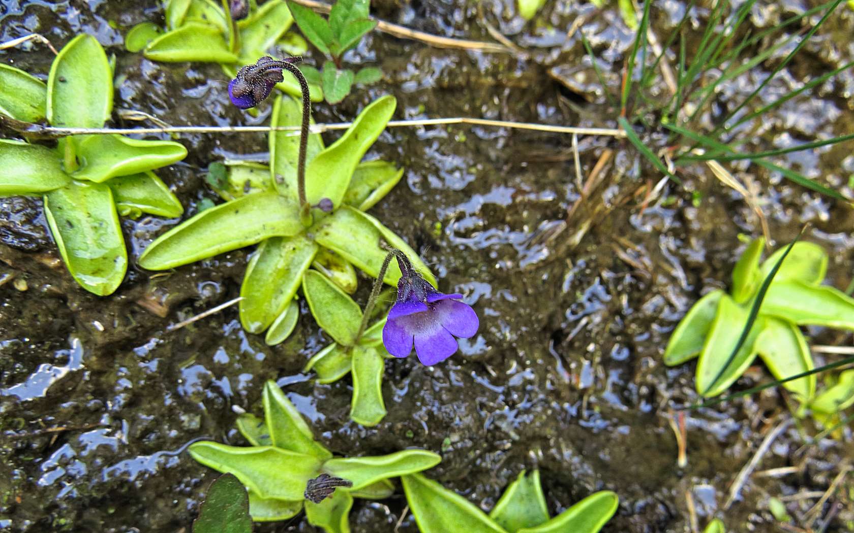 Pinguicula vulgaris